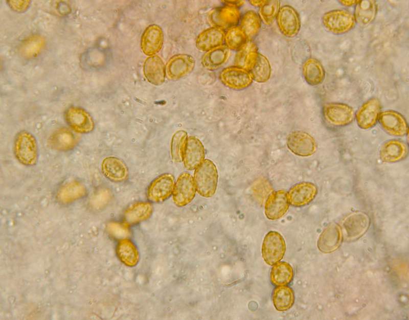 Fungo e il suo micelio.......